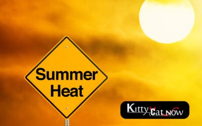 How to Heat Up Your Summer Parties with Exotic Dancers in Dallas